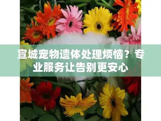 宣城宠物遗体处理烦恼？专业服务让告别更安心