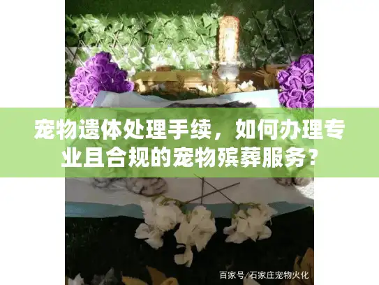 宠物遗体处理手续，如何办理专业且合规的宠物殡葬服务？
