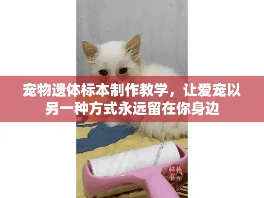 宠物遗体标本制作教学，让爱宠以另一种方式永远留在你身边