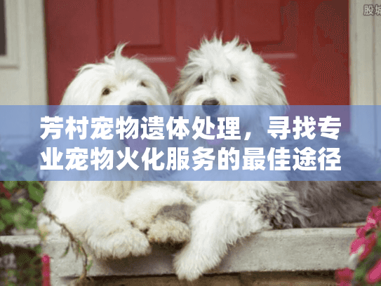 芳村宠物遗体处理，寻找专业宠物火化服务的最佳途径？