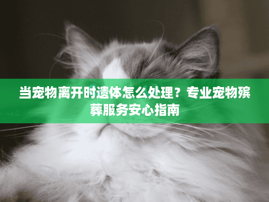 当宠物离开时遗体怎么处理?专业宠物殡葬服务安心指南 当宠物离开时遗体怎么处理?专业宠物殡葬服务安心指南