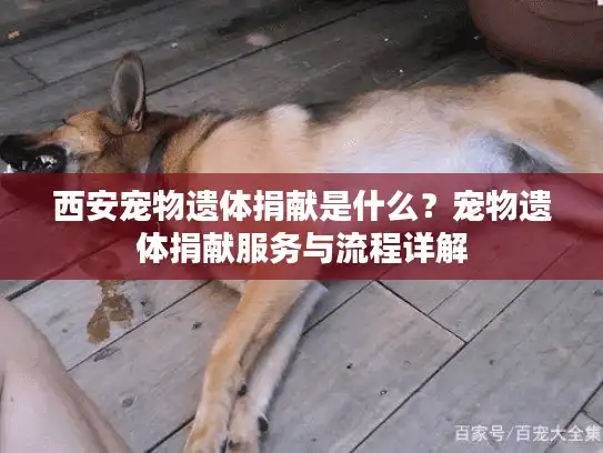 西安宠物遗体捐献是什么?宠物遗体捐献服务与流程详解 西安宠物遗体捐献是什么?宠物遗体捐献服务与流程详解