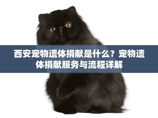 西安宠物遗体捐献是什么?宠物遗体捐献服务与流程详解 西安宠物遗体捐献是什么?宠物遗体捐献服务与流程详解