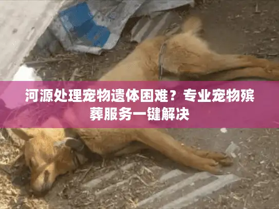 河源处理宠物遗体困难?专业宠物殡葬服务一键解决 河源处理宠物遗体困难?专业宠物殡葬服务一键解决
