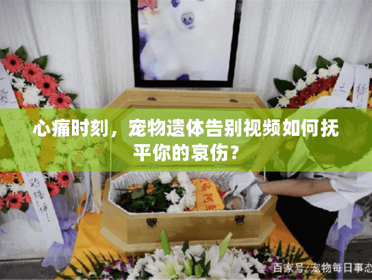 心痛时刻，宠物遗体告别视频如何抚平你的哀伤？