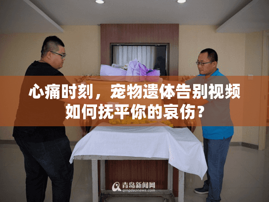 心痛时刻，宠物遗体告别视频如何抚平你的哀伤？