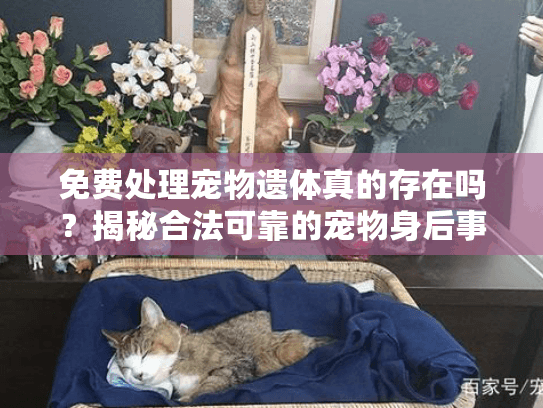 免费处理宠物遗体真的存在吗？揭秘合法可靠的宠物身后事解决方案