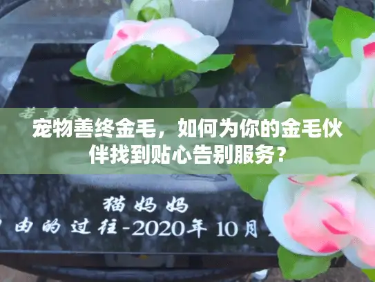 宠物善终金毛，如何为你的金毛伙伴找到贴心告别服务？