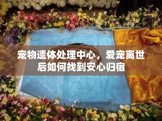宠物遗体处理中心，爱宠离世后如何找到安心归宿