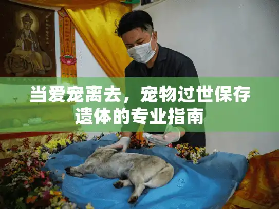当爱宠离去，宠物过世保存遗体的专业指南
