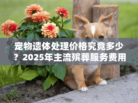 宠物遗体处理价格究竟多少？2025年主流殡葬服务费用全景解析