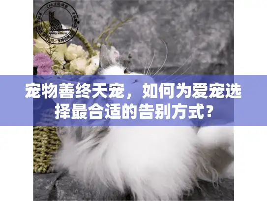 宠物善终天宠,如何为爱宠选择最合适的告别方式? 宠物善终天宠,如何为爱宠选择最合适的告别方式?