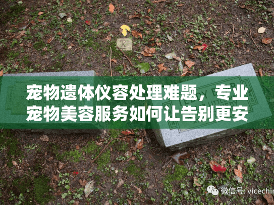 宠物遗体仪容处理难题，专业宠物美容服务如何让告别更安详？