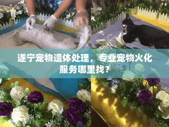 遂宁宠物遗体处理，专业宠物火化服务哪里找？