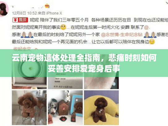 云南宠物遗体处理全指南,悲痛时刻如何妥善安排爱宠身后事 云南宠物遗体处理全指南,悲痛时刻如何妥善安排爱宠身后事