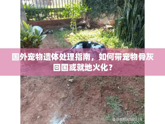 国外宠物遗体处理指南,如何带宠物骨灰回国或就地火化? 国外宠物遗体处理指南,如何带宠物骨灰回国或就地火化?