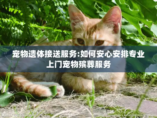 宠物遗体接送服务:如何安心安排专业上门宠物殡葬服务