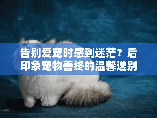 告别爱宠时感到迷茫？后印象宠物善终的温馨送别指南告诉你如何选择