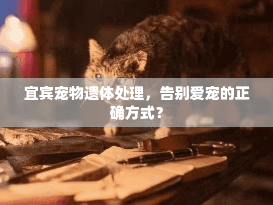 宜宾宠物遗体处理，告别爱宠的正确方式？