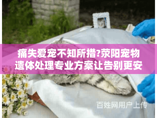 痛失爱宠不知所措?荥阳宠物遗体处理专业方案让告别更安心