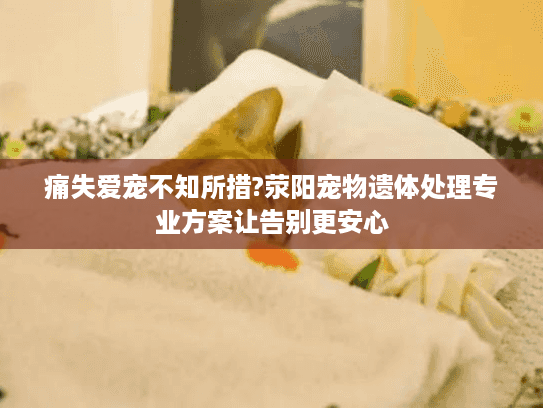 痛失爱宠不知所措?荥阳宠物遗体处理专业方案让告别更安心