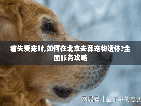 痛失爱宠时,如何在北京安葬宠物遗体?全面服务攻略