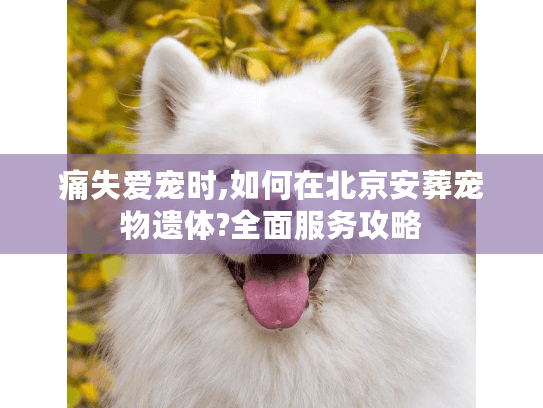 痛失爱宠时,如何在北京安葬宠物遗体?全面服务攻略