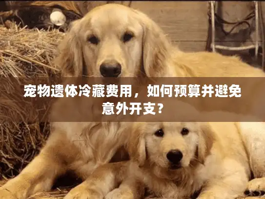 宠物遗体冷藏费用，如何预算并避免意外开支？