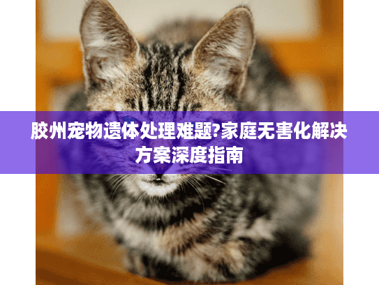 胶州宠物遗体处理难题?家庭无害化解决方案深度指南