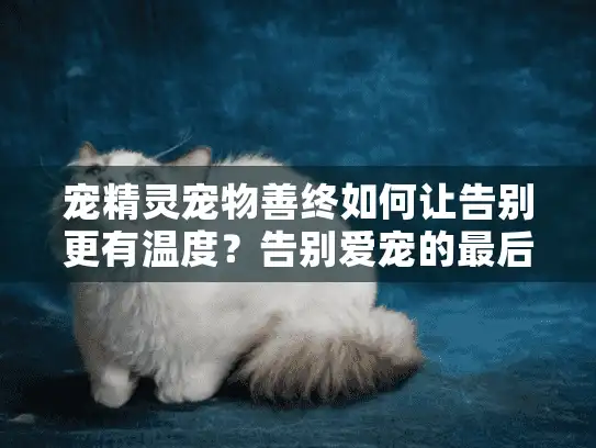 宠精灵宠物善终如何让告别更有温度?告别爱宠的最后一程 宠精灵宠物善终如何让告别更有温度?告别爱宠的最后一程