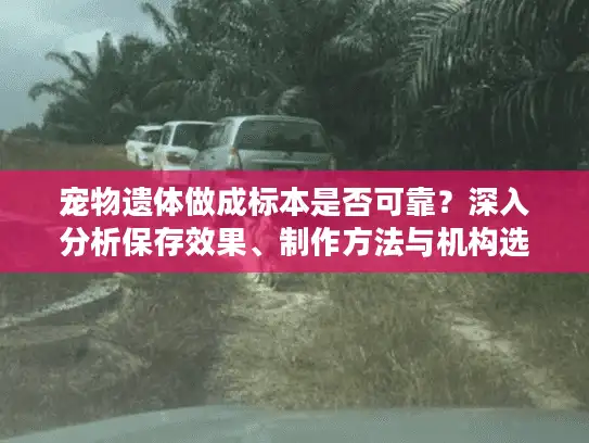 宠物遗体做成标本是否可靠？深入分析保存效果、制作方法与机构选择