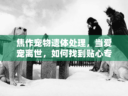 焦作宠物遗体处理，当爱宠离世，如何找到贴心专业的殡葬服务？