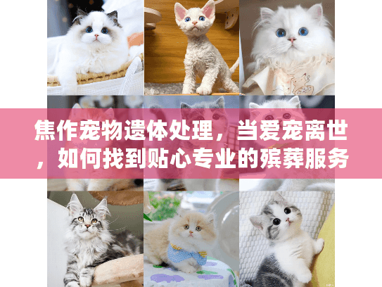 焦作宠物遗体处理，当爱宠离世，如何找到贴心专业的殡葬服务？