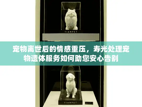 宠物离世后的情感重压，寿光处理宠物遗体服务如何助您安心告别