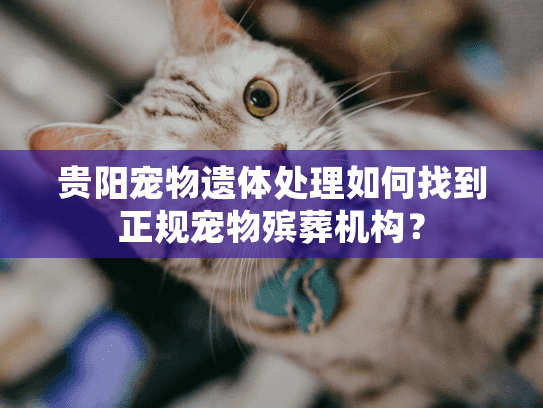 贵阳宠物遗体处理如何找到正规宠物殡葬机构？