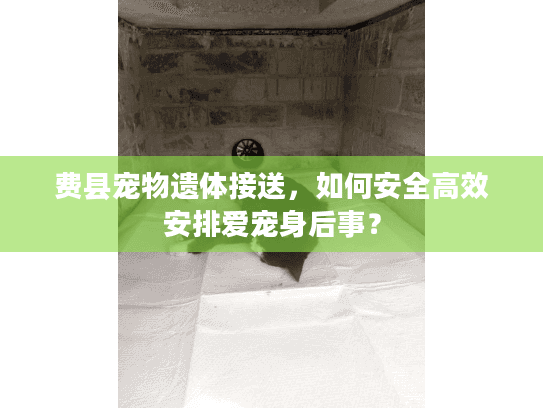 费县宠物遗体接送，如何安全高效安排爱宠身后事？