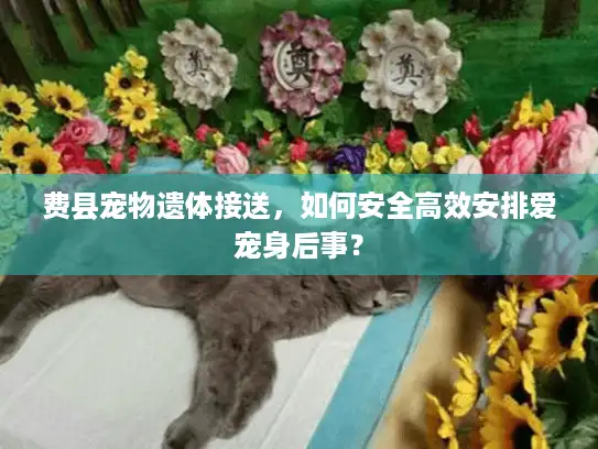 费县宠物遗体接送，如何安全高效安排爱宠身后事？