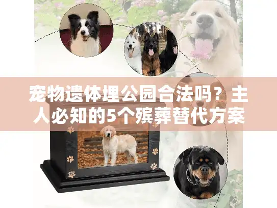 宠物遗体埋公园合法吗？主人必知的5个殡葬替代方案