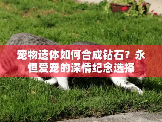 宠物遗体如何合成钻石？永恒爱宠的深情纪念选择