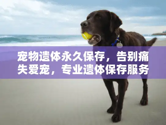 宠物遗体永久保存，告别痛失爱宠，专业遗体保存服务助您永存记忆