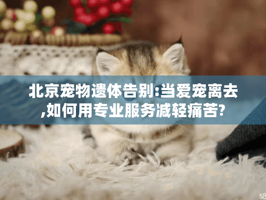 北京宠物遗体告别:当爱宠离去,如何用专业服务减轻痛苦?