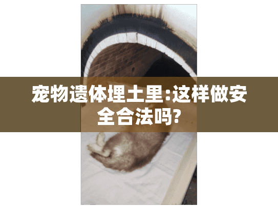宠物遗体埋土里:这样做安全合法吗? 宠物遗体埋土里:这样做安全合法吗?