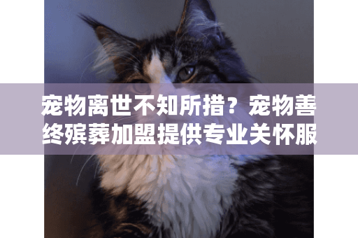 宠物离世不知所措?宠物善终殡葬加盟提供专业关怀服务 宠物离世不知所措?宠物善终殡葬加盟提供专业关怀服务