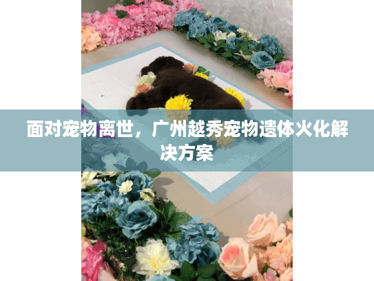 面对宠物离世,广州越秀宠物遗体火化解决方案 面对宠物离世,广州越秀宠物遗体火化解决方案