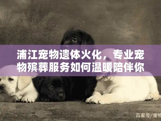 浦江宠物遗体火化，专业宠物殡葬服务如何温暖陪伴你？