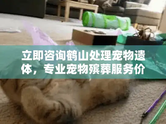 立即咨询鹤山处理宠物遗体，专业宠物殡葬服务价格指南