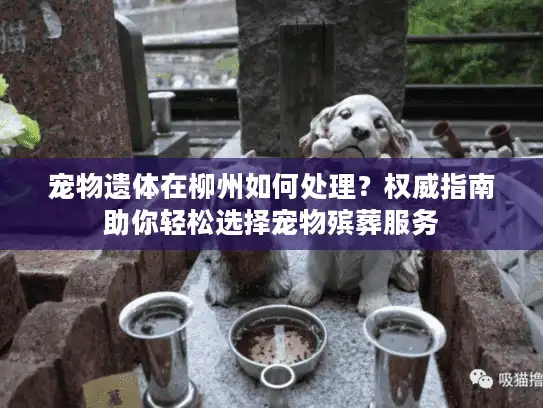 宠物遗体在柳州如何处理？权威指南助你轻松选择宠物殡葬服务