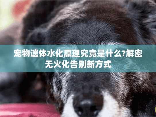 宠物遗体水化原理究竟是什么?解密无火化告别新方式