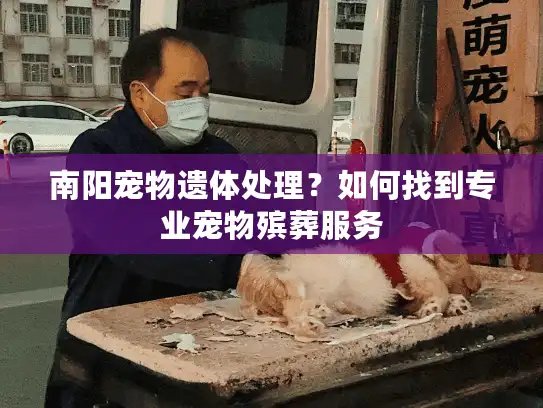 南阳宠物遗体处理？如何找到专业宠物殡葬服务