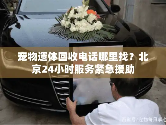 宠物遗体回收电话哪里找？北京24小时服务紧急援助